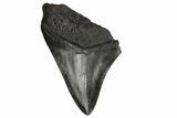 Partial, Fossil Megalodon Tooth - South Carolina #171157-1